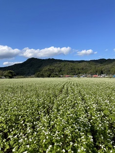 そばの花