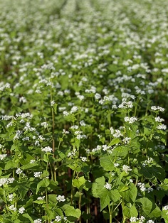 そばの花