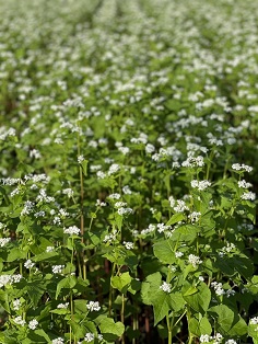 そばの花